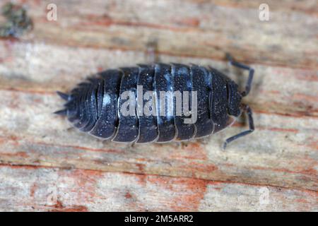 Woodlice (Porcellio scaber). Terrestrial crustaceans in the familiy Porcellionidae, exposed under bark of dead log. Stock Photo