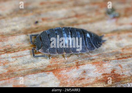 Woodlice (Porcellio scaber). Terrestrial crustaceans in the familiy Porcellionidae, exposed under bark of dead log. Stock Photo