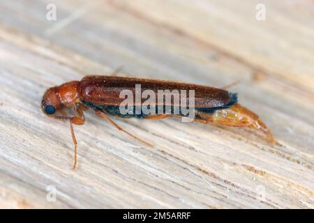 Large timberworm, European sapwood timberworm (Hylecoetus dermestoides), sitting on wood. Stock Photo