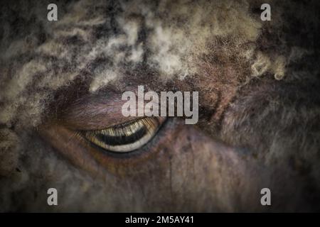 A close up of a sheeps eye Stock Photo