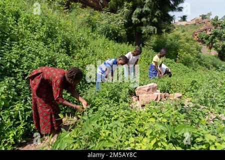 Group of African village children gathering plants and herbs in their natural habitat; concept of traditional food and alternative medicine Stock Photo