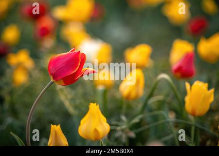 Wild tulip flowers at sunset, natural seasonal background. Multi-colored tulips Tulipa schrenkii in their natural habitat, listed in the Red Book. Stock Photo