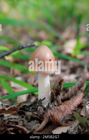 An edible mushroom Amanita crocea growing in the leaves in the forest Stock Photo