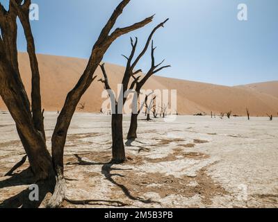 Deadvlei, a white clay pan located near the more famous salt pan of Sossusvlei, inside the Namib-Naukluft Park in Namibia Stock Photo