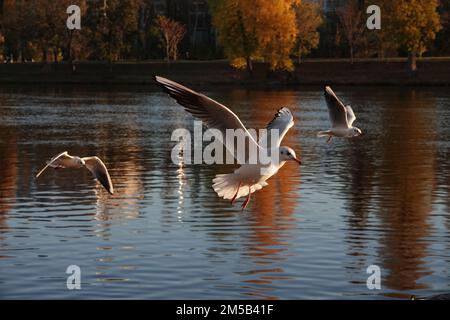 Several seagulls in winter plumage flying over water surface of Vltava river. Flying gull. Seagull flying with trees on background Stock Photo