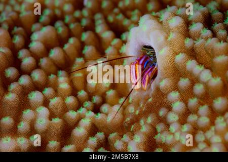A coral residing hermit crab, Paguritta sp., pokes its colorful claws and eyes out of its protective tube. These tiny hermit crabs feed on plankton. Stock Photo