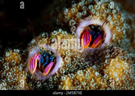 Coral residing hermit crabs, Paguritta sp., poke their colorful claws and eyes out of its protective tube. These tiny hermit crabs feed on plankton. Stock Photo