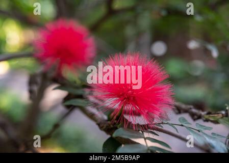 Fluffy pink flowers of pink powder puff closeup. Blurred green leaves background Stock Photo