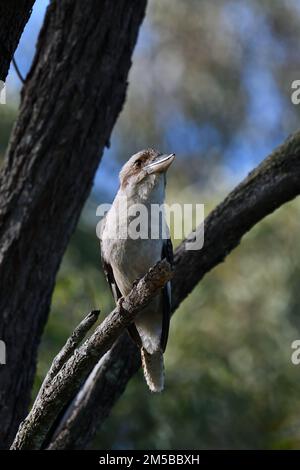 An Australian Laughing Kookaburra -Dacelo novaeguineae- bird perched on a tree branch looking up for food in colourful morning light Stock Photo