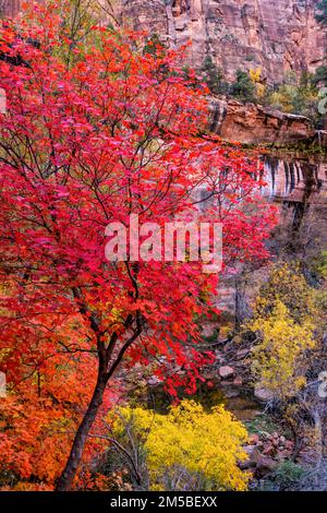 Peak Autumn color in the Gambel oak trees along the Emerald Pools trail in Zion National Park, Utah. Stock Photo