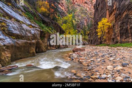 The walls close in on the Virgin River, looking downstrea, toward a vertical cliffs of the Virgin Narrows in Zion National Park, Utah.