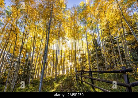 An aspen grove on Wilson Mesa backlit by a low morning sun near Telluride, Colorado. Stock Photo