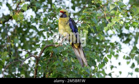 green rosella perched in a birch tree Stock Photo