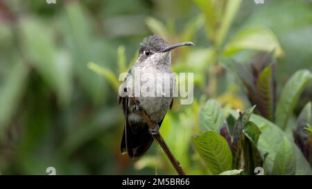 close up of a female talamanca hummingbird at costa rica Stock Photo