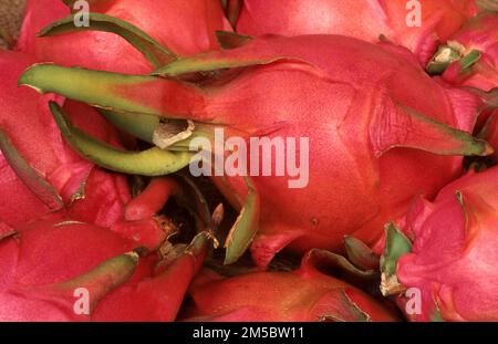 FRESHLY HARVESTED WHITE DRAGON FRUIT, ALSO KNOWN AS PITAYA OR PITAHAYA (HYLOCEREUS UNDATUS) AUSTRALIA. Stock Photo