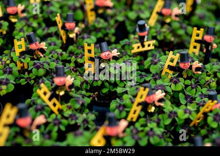 Weener, Germany. 21st Dec, 2022. Numerous clover plants, decorated with a small chimney sweep, stand in a greenhouse of a horticultural company. The four-leaf clover, popular as a good luck charm, from a horticultural company in East Frisia is sold throughout Germany shortly before the end of the year. (to dpa 'Green good luck charms from East Frisia for the whole republic') Credit: Hauke-Christian Dittrich/dpa/Alamy Live News Stock Photo