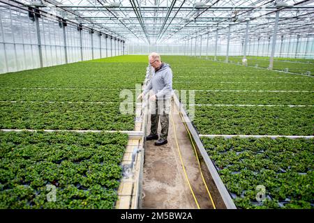 Weener, Germany. 21st Dec, 2022. Matthias Christoph, managing director of a horticultural company, stands in a greenhouse among numerous clover plants. The four-leaf clover from a horticultural company in East Frisia, which is popular as a good luck charm, is sold throughout Germany shortly before the end of the year. (to dpa 'Green good luck charms from East Frisia for the whole republic') Credit: Hauke-Christian Dittrich/dpa/Alamy Live News Stock Photo