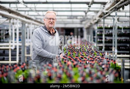 Weener, Germany. 21st Dec, 2022. Matthias Christoph, managing director of a horticultural company, stands among numerous clover plants with a small chimney sweep, which are stored on several transport carts in his company. The four-leaf clover, popular as a good luck charm, from a horticultural company in East Frisia is sold throughout Germany shortly before the end of the year. (to dpa 'Green good luck charms from East Frisia for the whole republic') Credit: Hauke-Christian Dittrich/dpa/Alamy Live News Stock Photo