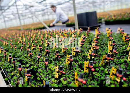 Weener, Germany. 21st Dec, 2022. Numerous clover plants, decorated with a small chimney sweep, stand in a greenhouse of a horticultural company. The four-leaf clover from a horticultural company in East Frisia, which is popular as a good luck charm, is sold throughout Germany shortly before the end of the year. (to dpa 'Green good luck charms from East Frisia for the whole republic') Credit: Hauke-Christian Dittrich/dpa/Alamy Live News Stock Photo