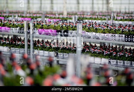 Weener, Germany. 21st Dec, 2022. Numerous clover plants with a small chimney sweep stand on several transport carts in a horticultural business. The four-leaf clover, popular as a good luck charm, from a horticultural company in East Frisia is sold throughout Germany shortly before the end of the year. (to dpa 'Green good luck charms from East Frisia for the whole republic') Credit: Hauke-Christian Dittrich/dpa/Alamy Live News Stock Photo