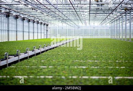 Weener, Germany. 21st Dec, 2022. Numerous clover plants grow in a greenhouse at Matthias Christoph's horticultural business. The four-leaf clover from a horticultural farm in East Frisia, which is popular as a good luck charm, is sold throughout Germany shortly before the end of the year. (to dpa 'Green good luck charms from East Frisia for the whole republic') Credit: Hauke-Christian Dittrich/dpa/Alamy Live News Stock Photo