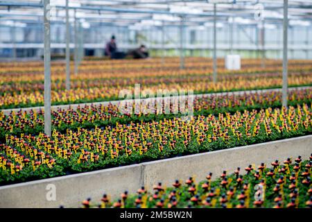 Weener, Germany. 21st Dec, 2022. Numerous clover plants, decorated with a small chimney sweep, stand in a greenhouse of a horticultural company. The four-leaf clover, popular as a good luck charm, from a horticultural company in East Frisia is sold throughout Germany shortly before the end of the year. Credit: Hauke-Christian Dittrich/dpa/Alamy Live News Stock Photo