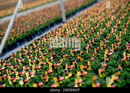 Weener, Germany. 21st Dec, 2022. Numerous clover plants, decorated with a small chimney sweep, stand in a greenhouse of a horticultural company. The four-leaf clover from a horticultural company in East Frisia, which is popular as a good luck charm, will be distributed throughout Germany shortly before the end of the year (to dpa 'Green good luck charms from East Frisia for the whole republic'). Credit: Hauke-Christian Dittrich/dpa/Alamy Live News Stock Photo