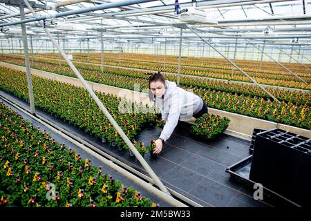 Weener, Germany. 21st Dec, 2022. An employee prepares numerous clover plants, which are marked with a small chimney sweep, for transport at a horticultural company. The four-leaf clover, popular as a good luck charm, from a horticultural company in East Frisia is sold throughout Germany shortly before the end of the year. (to dpa 'Green lucky charms from East Frisia for the whole republic') Credit: Hauke-Christian Dittrich/dpa/Alamy Live News Stock Photo