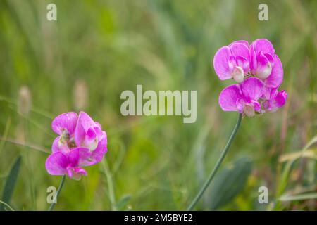 Perennial peavine (Lathyrus latifolius), also broad-leaved vetch or bucket vetch, flowers, Rhineland-Palatinate, Germany Stock Photo