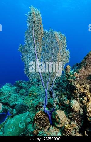 Coral Island Bahamas North America Stock Photo - Alamy