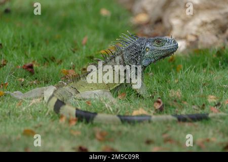 Green Iguana (Iguana iguana) Corozal district, Belize Stock Photo