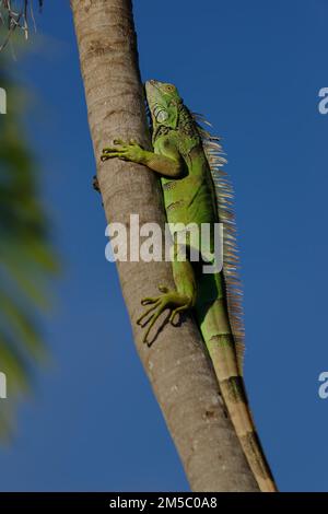 Green Iguana (Iguana iguana) Corozal district, Belize Stock Photo