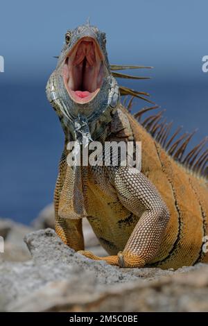 Green Iguana (Iguana iguana) Corozal district, Belize Stock Photo