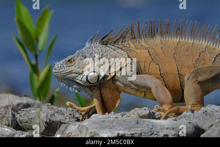 Green Iguana (Iguana iguana) Corozal district, Belize Stock Photo