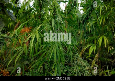 Cultivation of hashish (Cannabis), Brandenburg, Germany Stock Photo