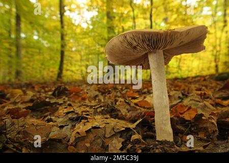 Large rettichfaelbling (Hebeloma sinapizans), Forest, Environment, Bitter Faelbling, Flaky-stalked Radish Faelbling, Radish Faelbling, Faelblinge Stock Photo