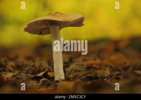 Large rettichfaelbling (Hebeloma sinapizans), Bitter Faelbling, Flockigstieliger Rettich-Faelbling, Rettichfaelbling, Faelblinge, Faelbling Stock Photo