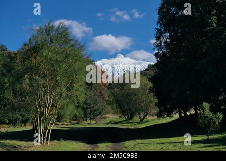 path through broom trees and Mount Etna in Sicily, Etna Park, Italy Stock Photo