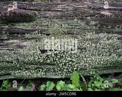 pixie cup lichen scientific name Cladonia asahinae Stock Photo