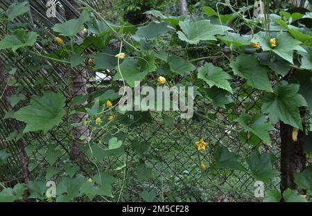 A Pumpkin plant with blooming flowers growing on a chain link fence in the backyard Stock Photo