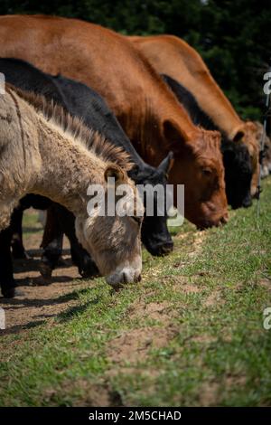 A closeup of a mule and Aberdeen Angus grazing in a pasture Stock Photo