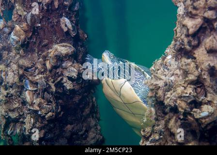 Northern Map Turtle Graptemys geographica underwater near old pier pillars Stock Photo