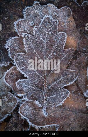 The frost highlights the outside of the fallen english oak leaf (Quercus rober) on the ground at Cothelstone Hill, Quantocks, Somerset Stock Photo