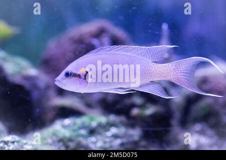 A fairy cichlid (Neolamprologus brichardi) swims through the tank at Tropiquaria zoo, West Somerset Stock Photo