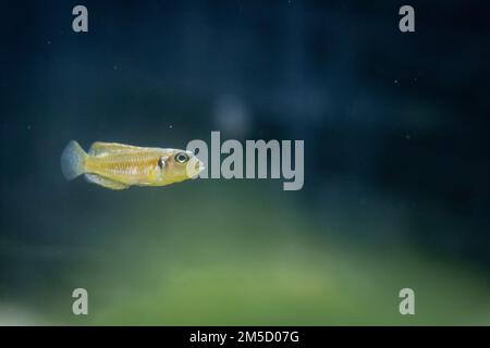 A single lemon cichlid (Neolamprologus leleupi) swims through its freshwater tank at Tropiquaria zoo near to Watchet, Somerset Stock Photo