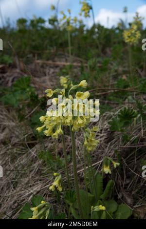 cowslip flowering in a meadow on Andøya which is a Vesterålen island covered with bogs and arctic tundra. Stock Photo