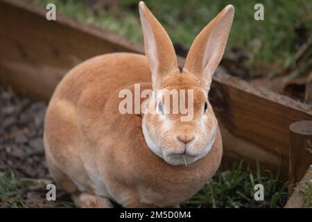 The orange rex rabbit (Oryctolagus cuniculus) at Tropiquaria zoo contemplates whilst chewing on hay. Stock Photo