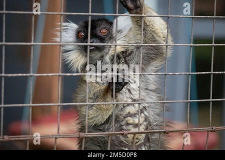 At Tropiquaria zoo in West Somerset the white fronted brown lemur (eulemur albifrons) climbs up the bars of its cage whilst staring out Stock Photo