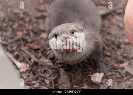 A young Asian short clawed otter (Aonyx cinereus) stares at you whilst it is eating, with fish hanging out of the side of his mouth. At Tropiquaria zoo, Watchet, West Somerset Stock Photo