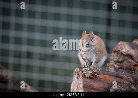 In its large cage at Tropiquaria zoo in Somerset an American red squirrel sits on a branch (Tamiasciurus hudsonicus) Stock Photo